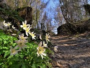 24 Anemoides nemorosa (Anemone dei boschi)